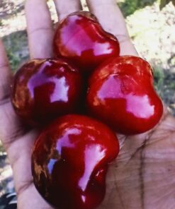 Cerezas