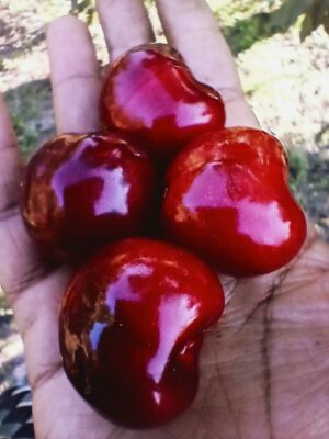 Cerezas